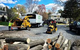 Best Palm Tree Trimming  in Lake Summerset, IL