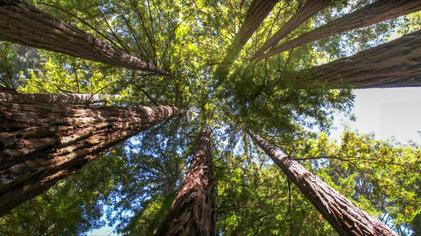 How Our Tree Care Process Works  in  Lake Summerset, IL