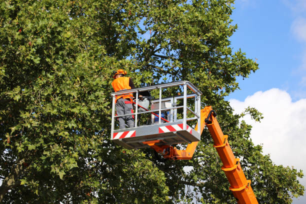 Best Tree Maintenance Programs  in Lake Summerset, IL