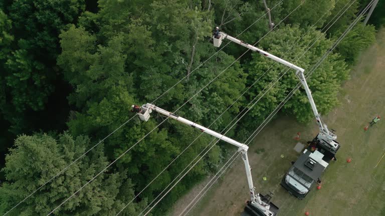 Best Tree Cabling and Bracing  in Lake Summerset, IL