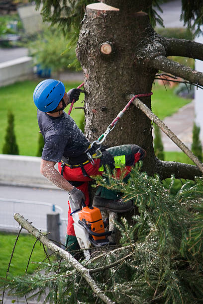 Best Lawn Mowing  in Lake Summerset, IL