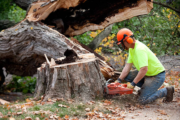 Best Fruit Tree Pruning  in Lake Summerset, IL