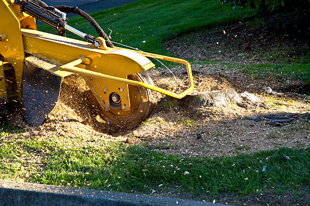Best Tree Trimming and Pruning  in Lake Summerset, IL