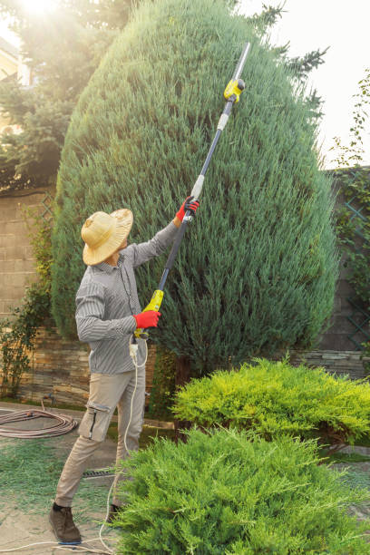 Best Emergency Tree Removal  in Lake Summerset, IL