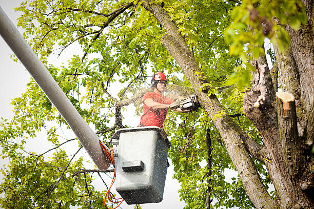 Best Tree Removal  in Lake Summerset, IL