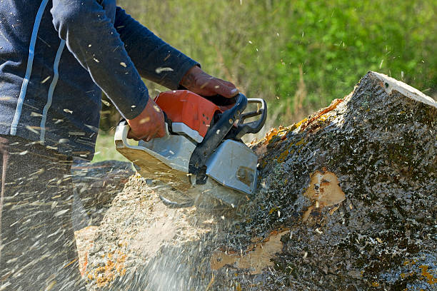 Lake Summerset, IL Tree Services Company