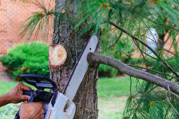 Best Tree Preservation Services  in Lake Summerset, IL